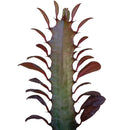 buy Succulent Euphorbia 'Trigona Rubra' live succulent 4" pot online, distinctive green and white variegated foliage, upright architectural form, resilient low-water houseplant, air sensitive tropical succulent, statement piece for shelving, perfect gift for indoor gardeners