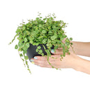 String of Turtles, succulent care, succulents shop in California, succulent subscription, cactus, succulent care tips, succulent care guide, Rare succulents, String of Turtles  in California, How to grow String of Turtles , succulent gifts