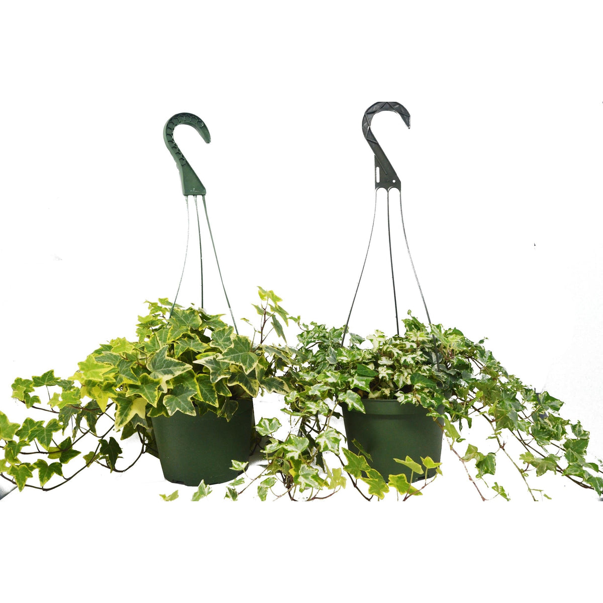 buy 2 english ivy variety pack - 6" hanging pot live plant 6" pot online, dark green lobed leaves with trailing wiry vines, vigorous fast-growing cascading foliage, adaptable low-light tolerant houseplant, air-purifying classic variety pack, elegant bohemian accent for shelves or hanging displays, a timeless and thoughtful gift for plant lovers