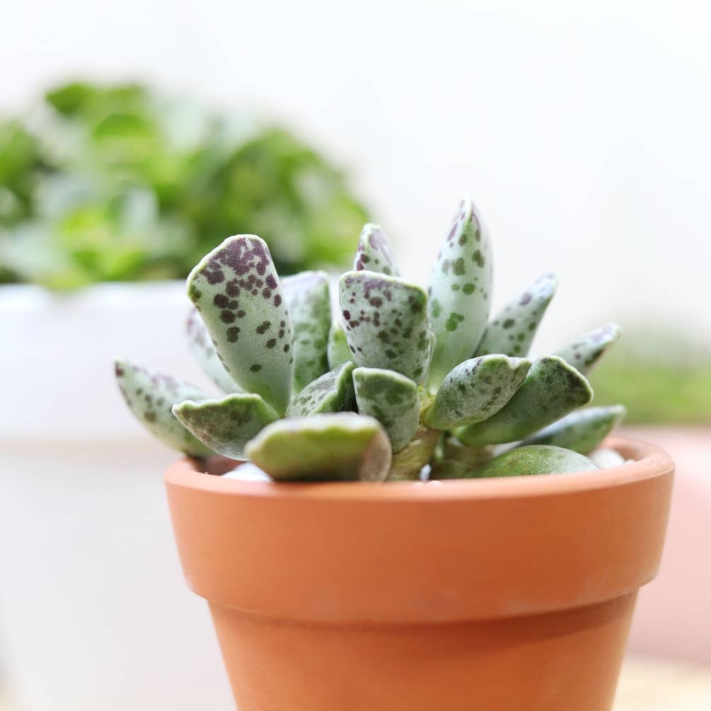 egg succulent Plover Eggs Plant Adromischus Cooperi