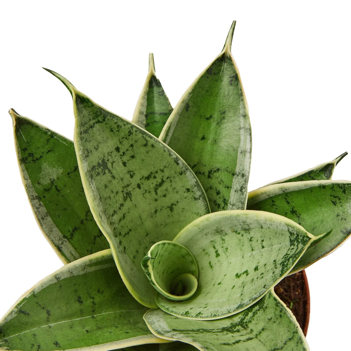 4" pot snake plant starlight live houseplant for sale, silvery variegated sword-shaped leaves, whiteish-tan leaf outline with grey-green center, compact upright rosette form, low maintenance slow grower, bright indirect light tolerant, elegant accent for home office shelving, ideal gift for beginners and busy plant enthusiasts