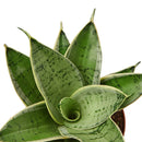 buy snake plant starlight live houseplant 3" pot online, luminous light-reflecting leaf variegation, thick succulent pointed foliage, narrow upright architectural growth habit, tolerates artificial office lighting, statement piece for contemporary living room or bedroom decor, a lasting and low-fuss gift for any occasion