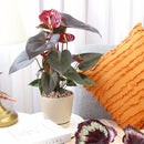 6 inch minimal pot, houseplant pot, houseplant pot for sale, buy houseplant pot online, ceramic plant pot, ceramic planter with saucer