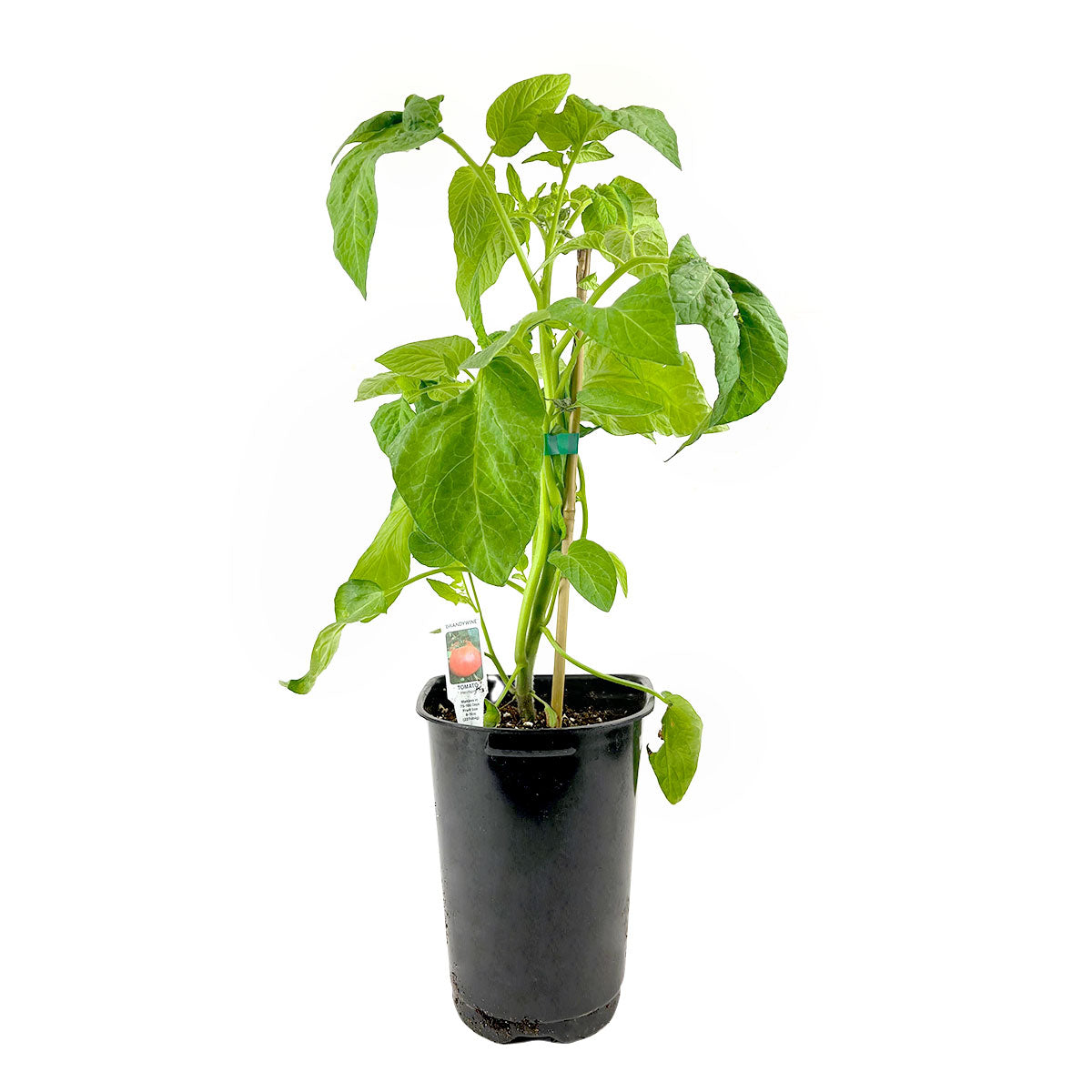 brandywine tomato, brandywine tomato in ca, brandywine tomato for sale