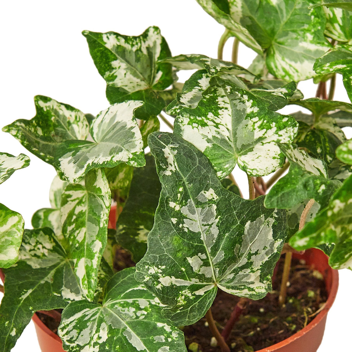 6" pot english ivy 'kolibre' live air plant for sale, triangular variegated leaves with creamy white margins, dainty yet strong trailing stems, lush evergreen foliage, thrives in bright indirect light, draped elegantly over a modern planter for a timeless botanical display, a beautiful gift for home decor enthusiasts