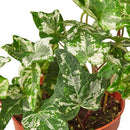 6" pot english ivy 'kolibre' live air plant for sale, dense creamy white variegated trailing foliage, glossy textured lobed leaves, fast-growing evergreen vine, air-purifying and toxin-reducing qualities, displayed on a high shelf for a lush trailing bohemian accent, a wonderful gift for houseplant collectors