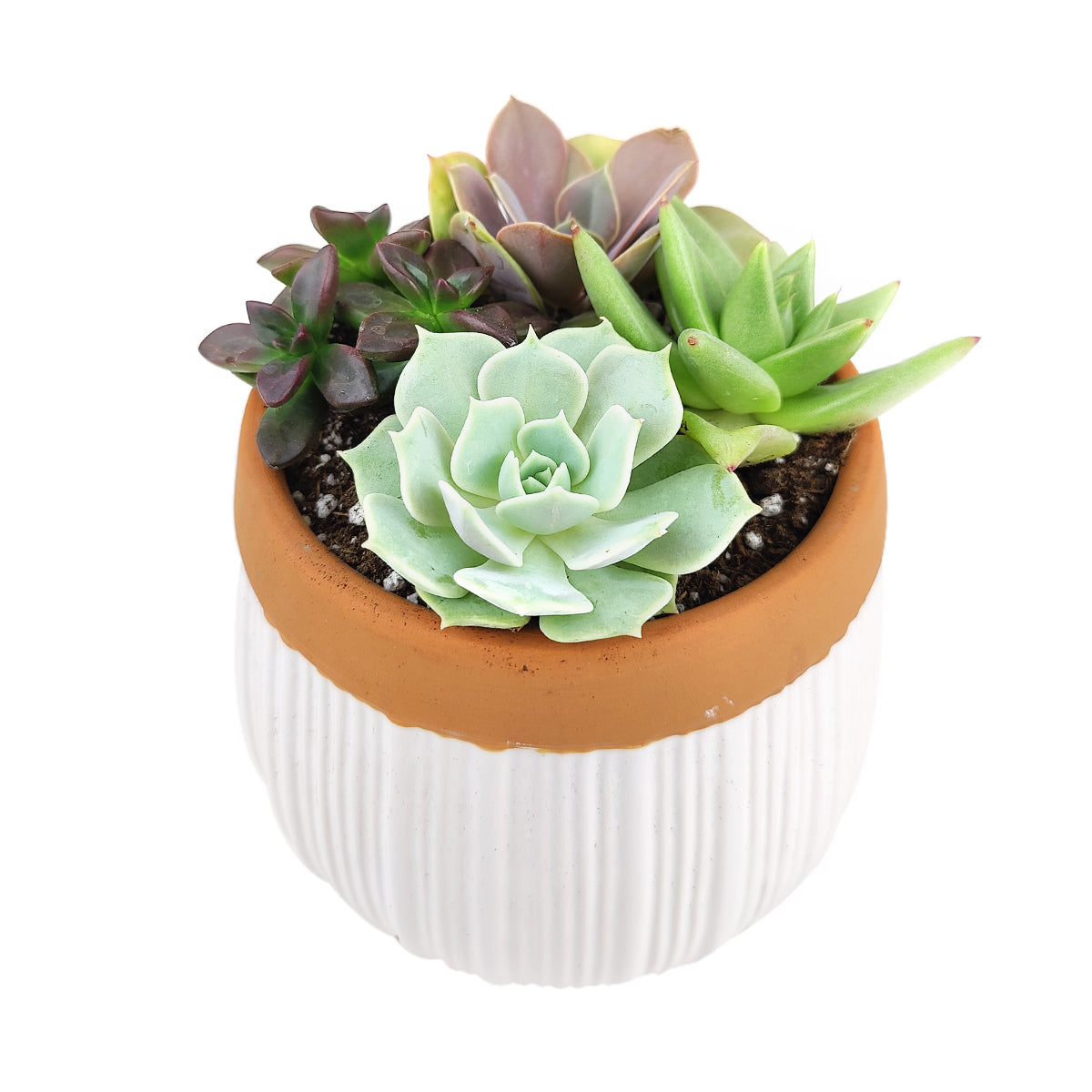 Succulent Arrangement in Ceramic Pot, rosette succulents, colorful succulents, stunning succulent arrangement for home and office decor