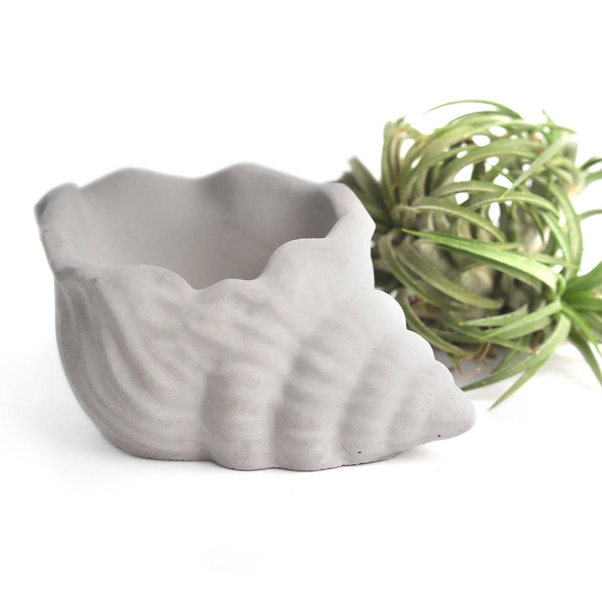 cement air plant holder, seashell air plant holder,  Mini Air Plant Holder for sale, buy Cement Seashell Mini Air Plant Holder online, Mini Air Plant display ideas