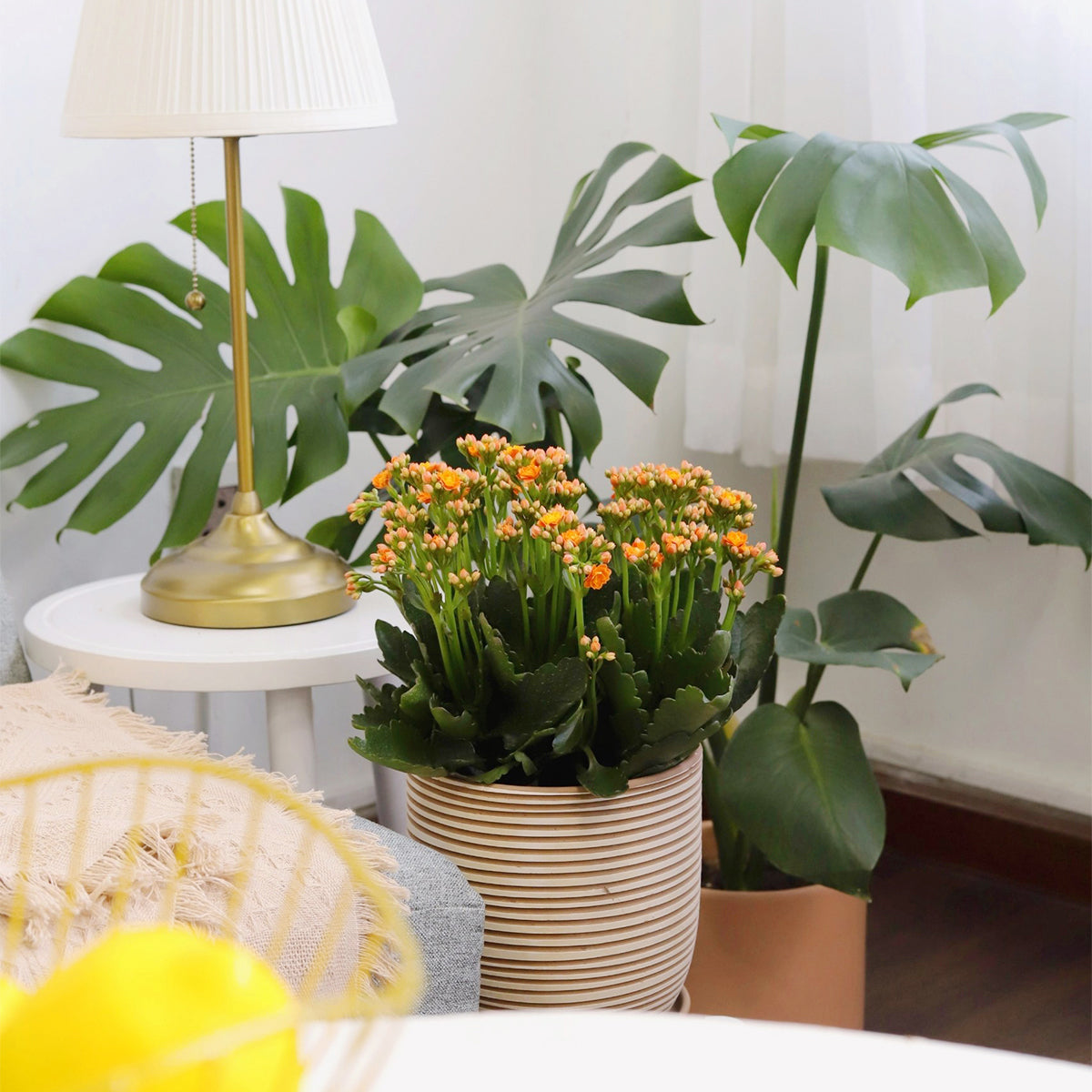 succulent with yellow and orange flowers Calandiva Orange: The Easy-Care Houseplant With Beautiful Orange Flowers