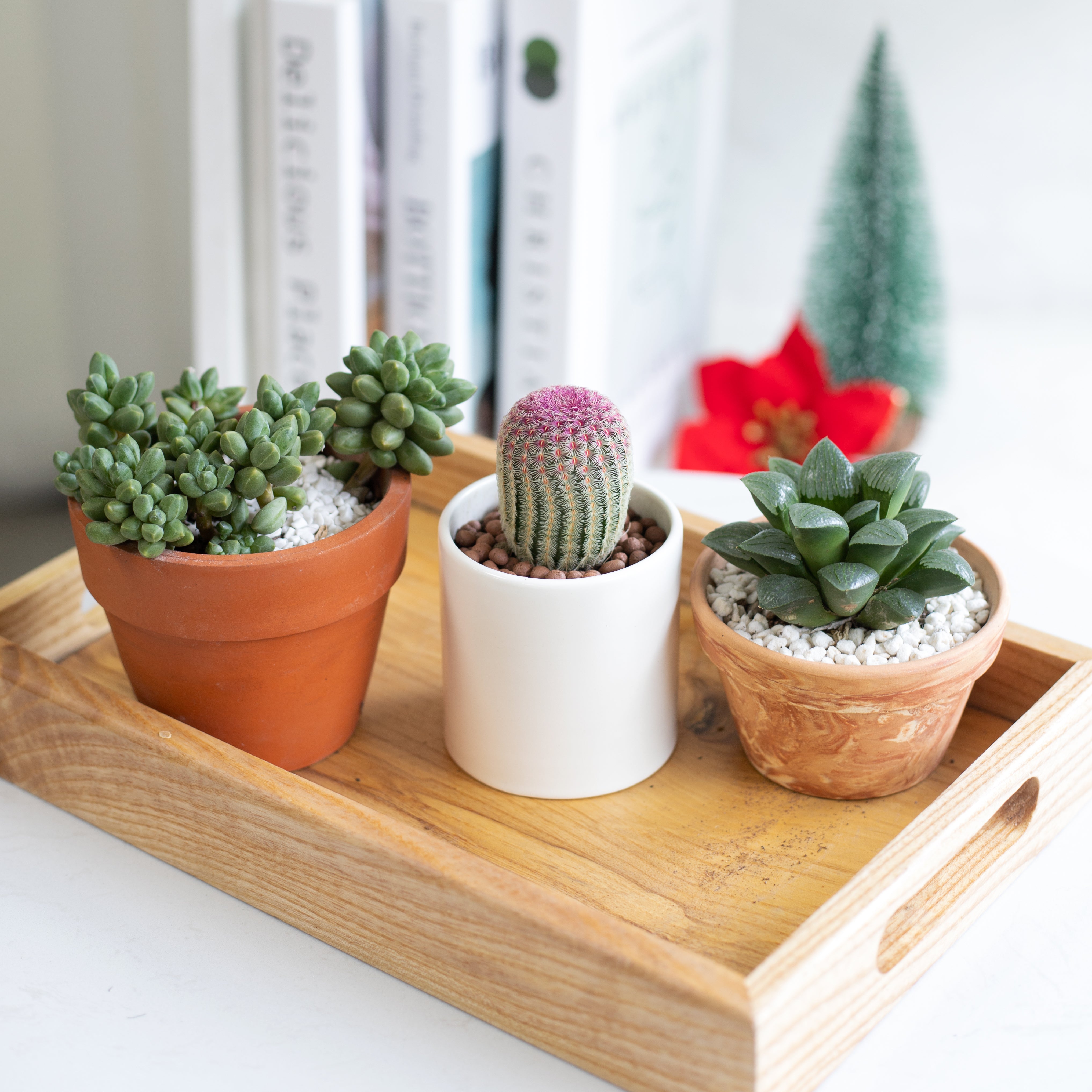 rainbow succulent seeds Rainbow Hedgehog Cactus: The stunning, easy-care cactus that's sure to turn heads 2 inch / Plastic Pot by Succulents Box