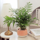 parlor palm growth rate, small parlor palm, parlor palm pet safe, how to take care of a parlor palm, full grown neanthe bella palm, parlor palm scientific name, parlor palm large, parlor palm full grown, care for parlor palm