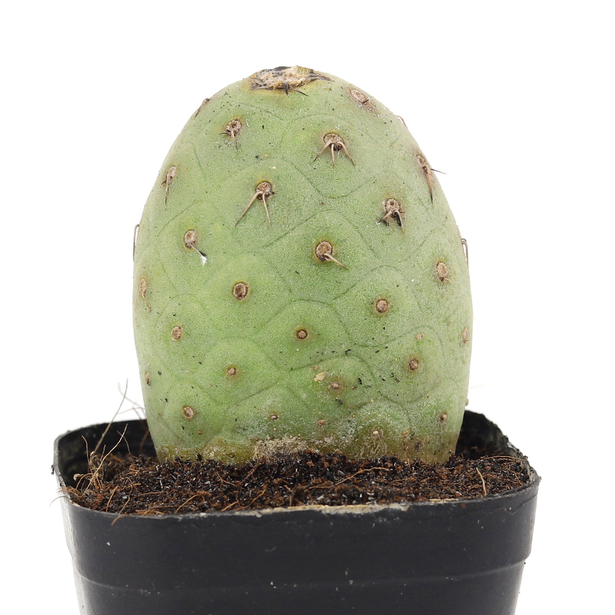 rare cactus for sale, unique cactus in ca, buy plants online, succulent shop in ca, rare cactus near me, succulents and cacti