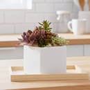 Potted succulent plant on a table with a blurred indoor background