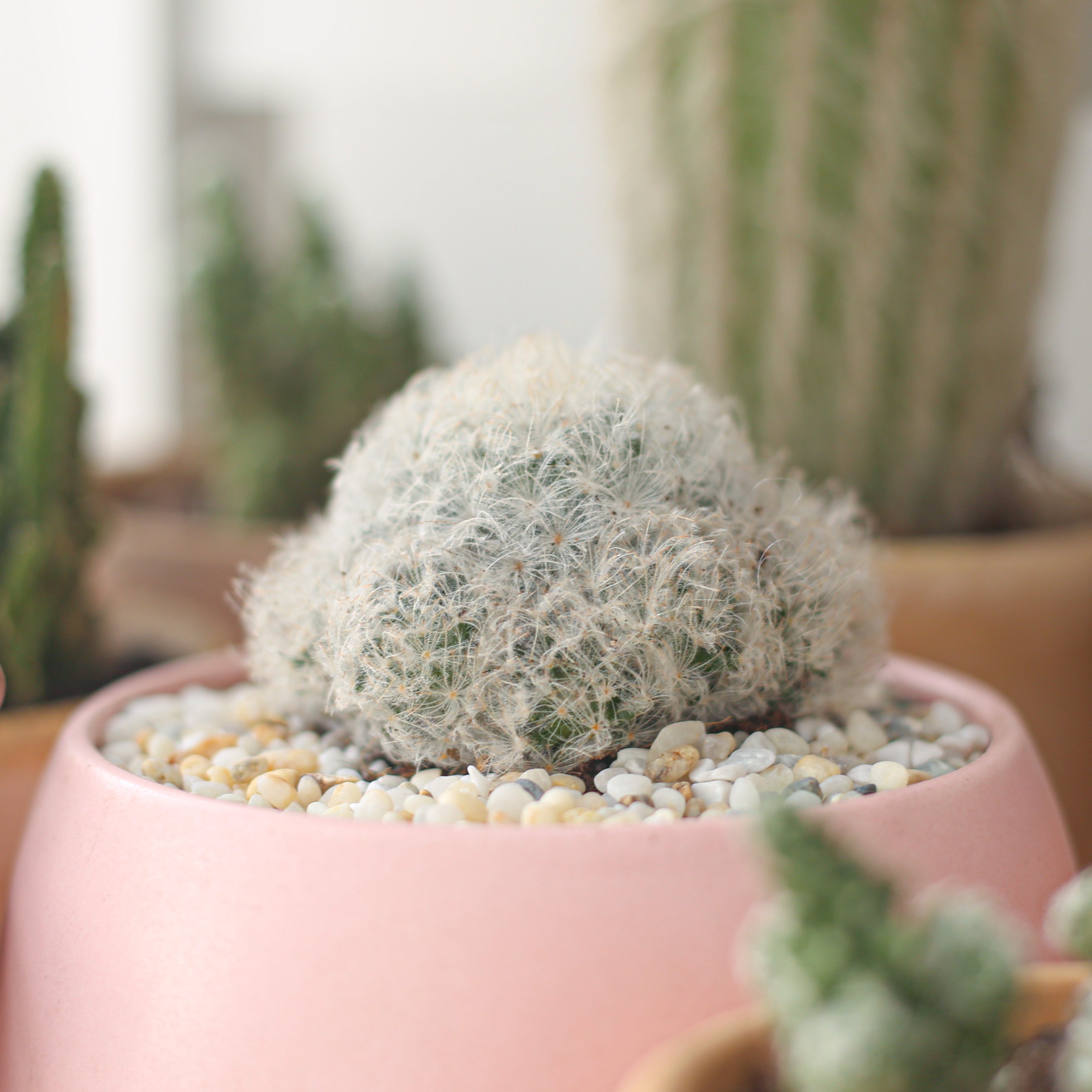 Mammillaria Plumosa 'Feather Cactus' | Succulent Gift Decor Ideas