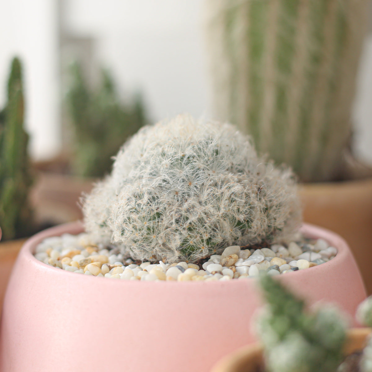 Mammillaria Plumosa &#39;Feather Cactus&#39;, Feather Cactus, unique succulents, succulents for sale, catus in ca