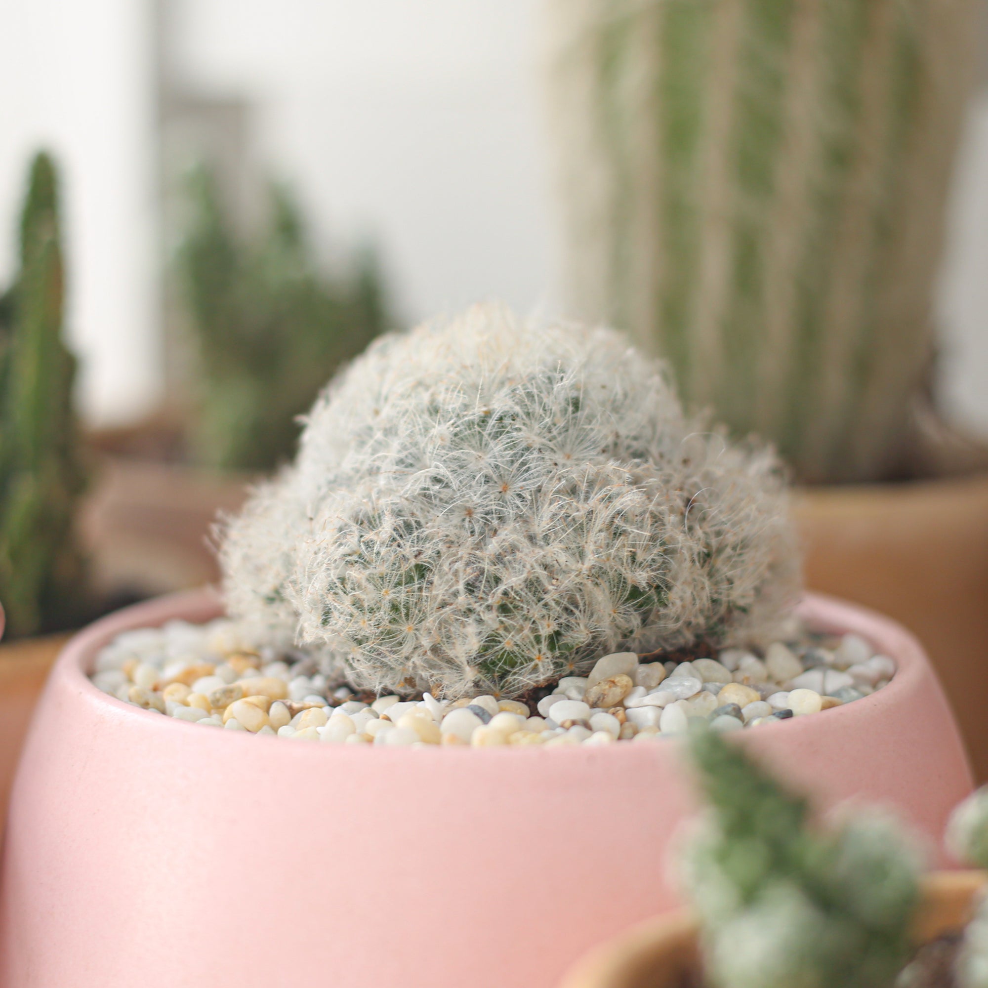 Mammillaria Plumosa 'Feather Cactus', Feather Cactus, unique succulents, succulents for sale, catus in ca