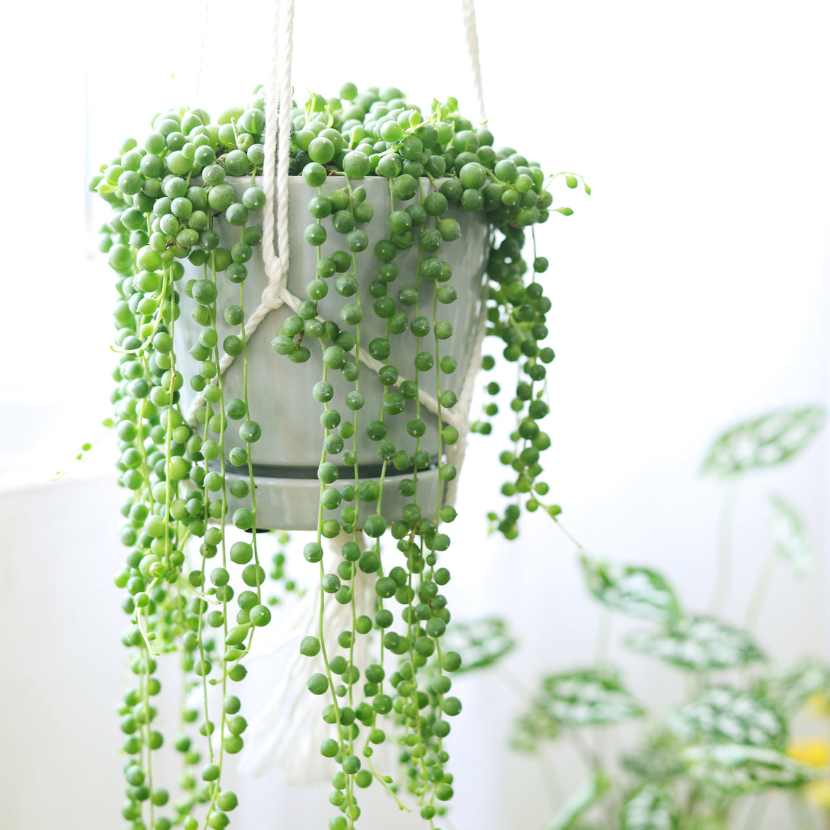 indoor hanging pea plant Buy String Of Pearls Hanging Succulent Plant Online 4 inch / Watercolor Custom Pot by Succulents Box