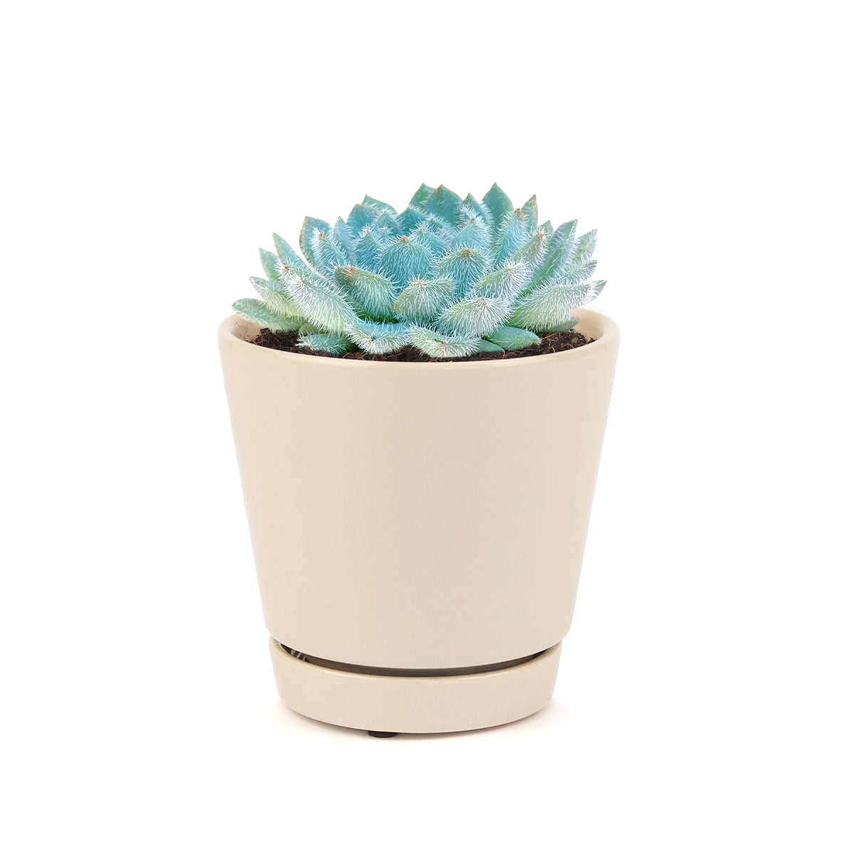 ucculents shop in California, indoor succulents, cactus, Succulents, Echeveria setosa var deminuta in California