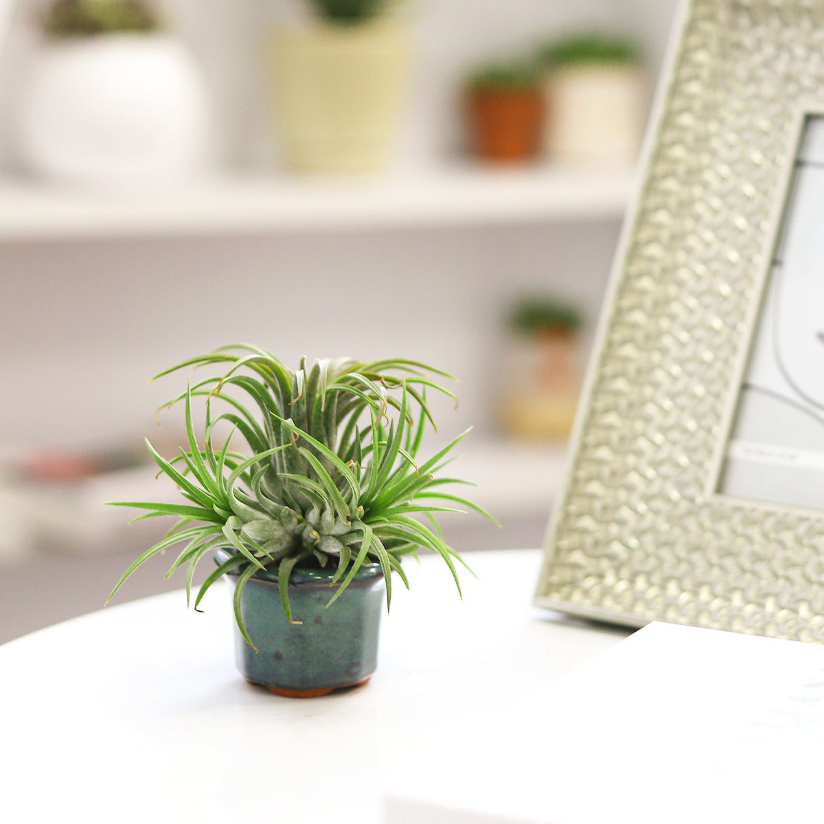 air plant pots for sale Retro Green Octagon Glazed Clay Mini Air Plant Holder - Air Plant Pots