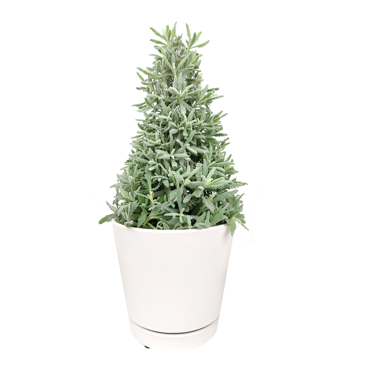 fragrant holiday lavender tree Lavender Holiday Tree - Aromatic Christmas Shaped Lavender Tree