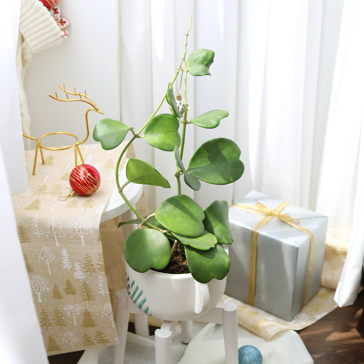 indoor trailing plant with heart shaped leaves Trailing Hoya Kerrii Heart (At least 3+ leaves)