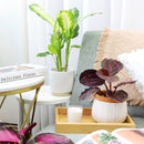 Terracotta Ribbed Pot 6 inch for Succulent &amp; Houseplant, Decorative Flower Pot with Drainage Hole and Plug, White Ceramic Pot with Terracotta Color Rim, 6 inch Cerramic Planter Pot with Drainage Hole for Sale