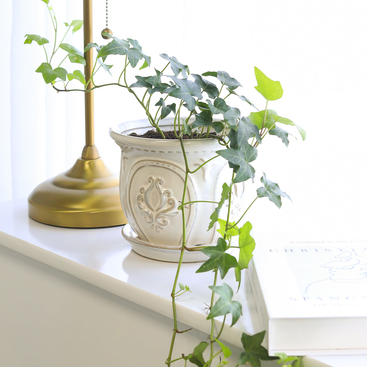 Ivy Hedera Plant, easy care and low light houseplant, best trailing plant for home and office