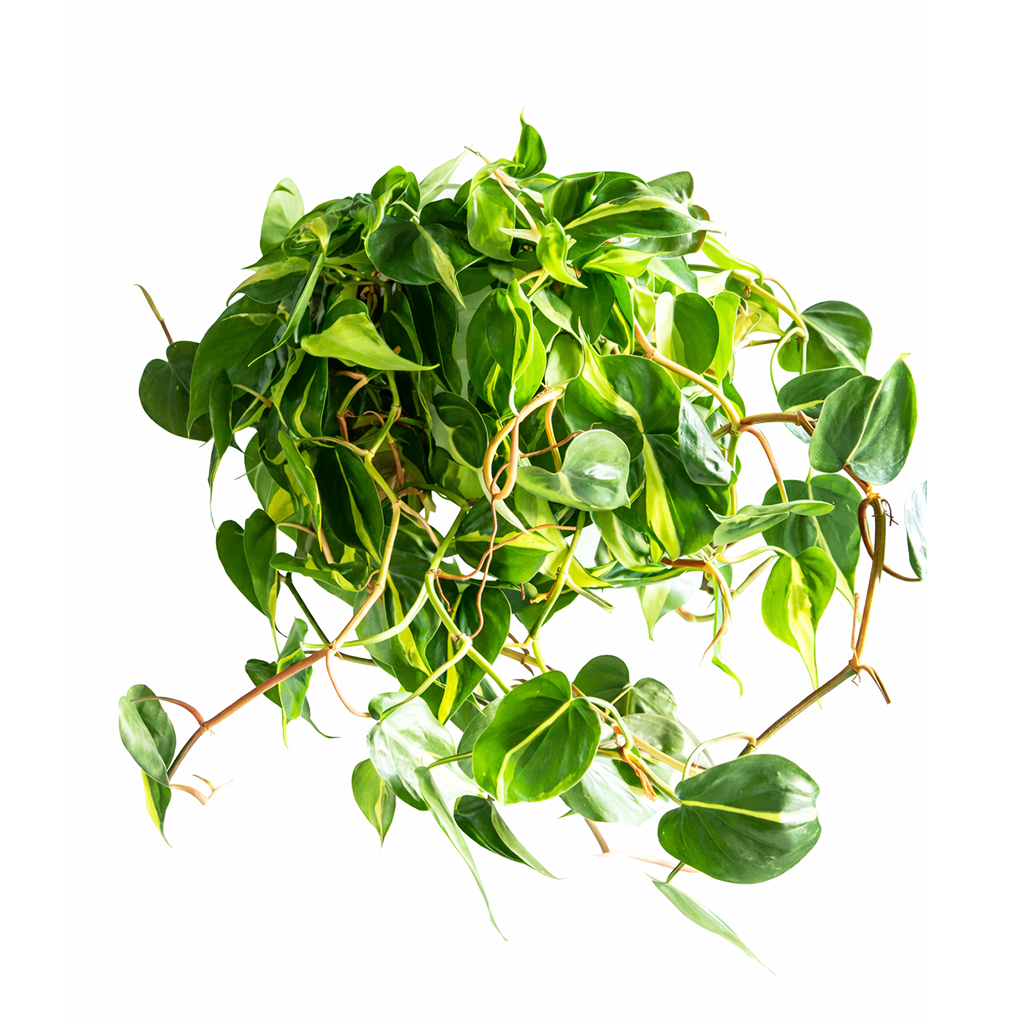 Philodendron Cordatum Brasil, philodendron cordatum heartleaf, Philodendron Cordatum Brasil for sale, best place to buy house plants online
