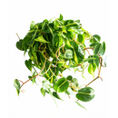 Philodendron Cordatum Brasil, philodendron cordatum heartleaf, Philodendron Cordatum Brasil for sale, best place to buy house plants online
