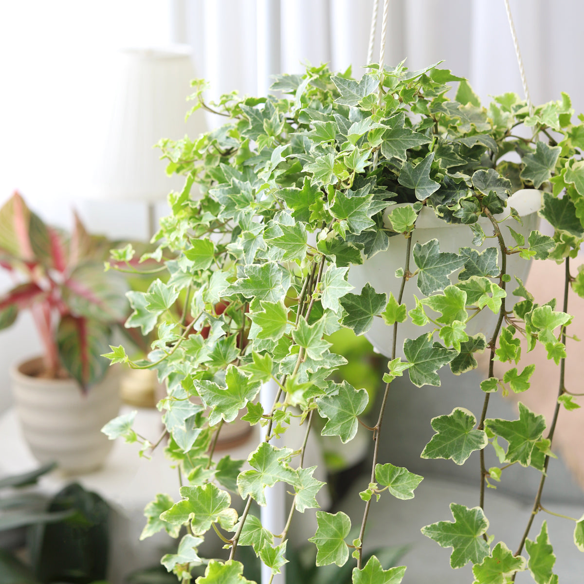 6 inch Glacier English Ivy houseplant for sale, Best hanging basket plant, Christmas houseplant decor ideas