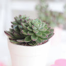 Echeveria Ciliata x Nodulosa, Echeveria Ciliata x Nodulosa hybrid succulent plant, Echeveria Ciliata x Nodulosa Care Guide, How to grow Echeveria Ciliata x Nodulosa, How to care Echeveria Ciliata x Nodulosa succulent, green rosetted succulent, succulents, succulents subscription, succulents gift for female, succulent decoration, echeveria, echeveria succulent, echeveria types, succulent echeveria, buy succulents online, succulent shop, succulent store, echeveria plant, indoor succulents