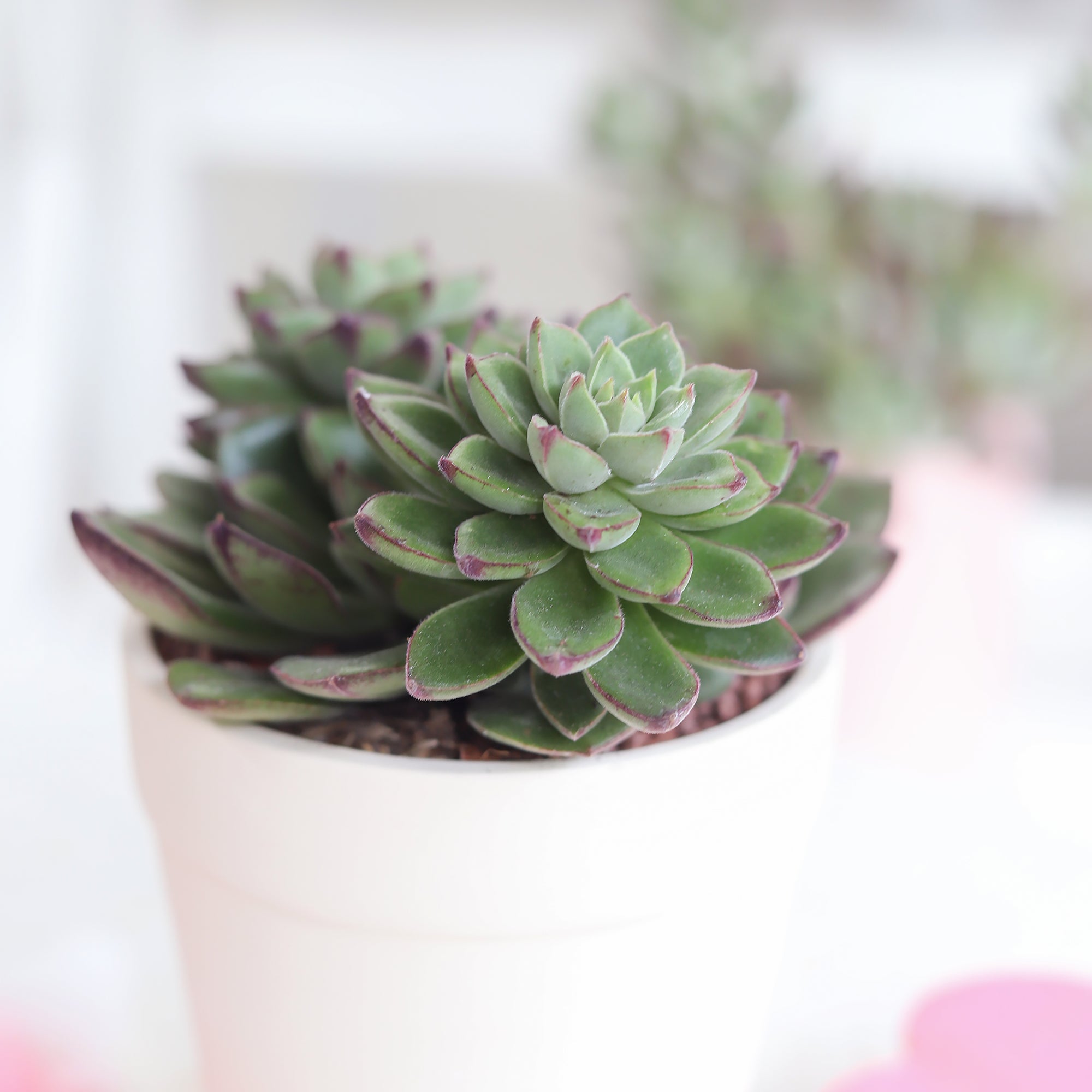 Echeveria Ciliata x Nodulosa, rosetted succulents, Echeveria succulents, succulents for sale