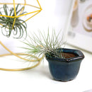 air plant holder, mini air plant holder, clay mini pot for air plant, retro style air plant holder, clay mini air plant pot, mini clay pot for air plant, small container for air plants and succulents, buy tiny pot for air plant online, air plant pot with drainage hole, retro-design clay pot, buy air plant holder online