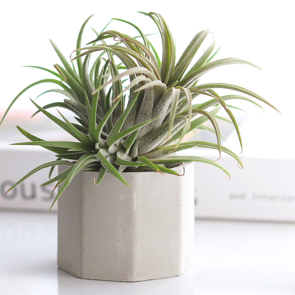 Octagon Cement Mini Air Plant Holder, Octagon Cement Mini Air Plant Holder for sale, cement pot, cement pot for sale, cement plant pot, air plant holder ideas, cute air plant holder