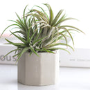 Octagon Cement Mini Air Plant Holder for sale, buy Octagon Cement Mini Air Plant Holder online, Octagon Cement Mini pot, Octagon Cement Mini Air Plant display