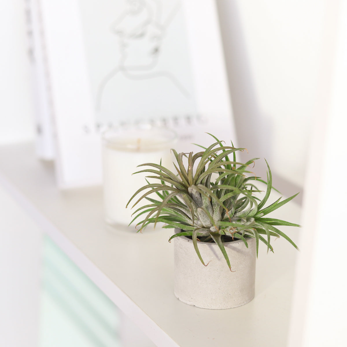 Round Cement Mini Air Plant Holder for sale, buy Round Cement Mini Air Plant Holder online, Round Cement Mini Air Plant display for sale, Round Cement Mini Air Plant display near me, mini cement planter