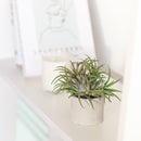 buy Round Cement Mini Air Plant Holder online, Mini Air Plant display ideas, air plant holder, air plant display, unique air plant holder, mini cement planter