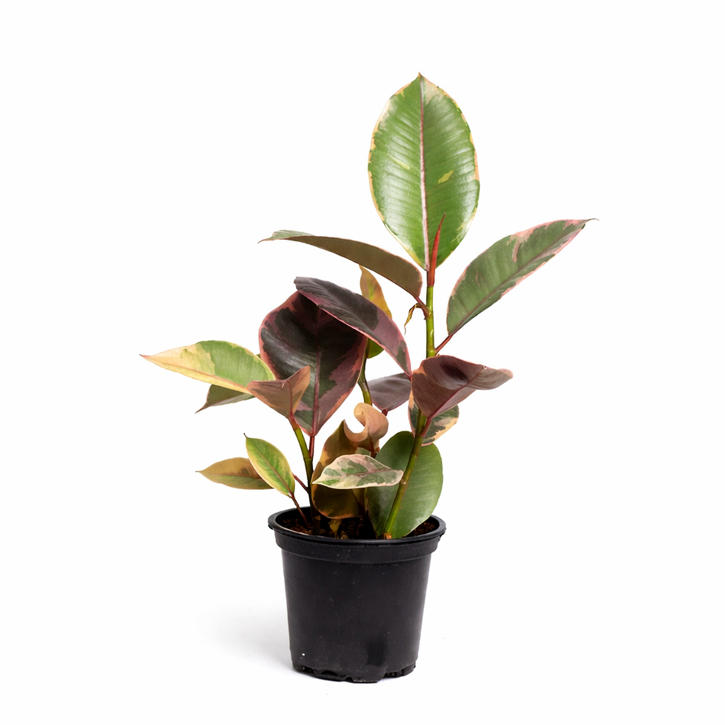 Ficus Elastica Ruby Pink Rubber Tree Delivery, Easy to care houseplant for beginner, Best Feng Shui Plants for your home office, how to care for ficus houseplant, colorful indoor houseplant for sale