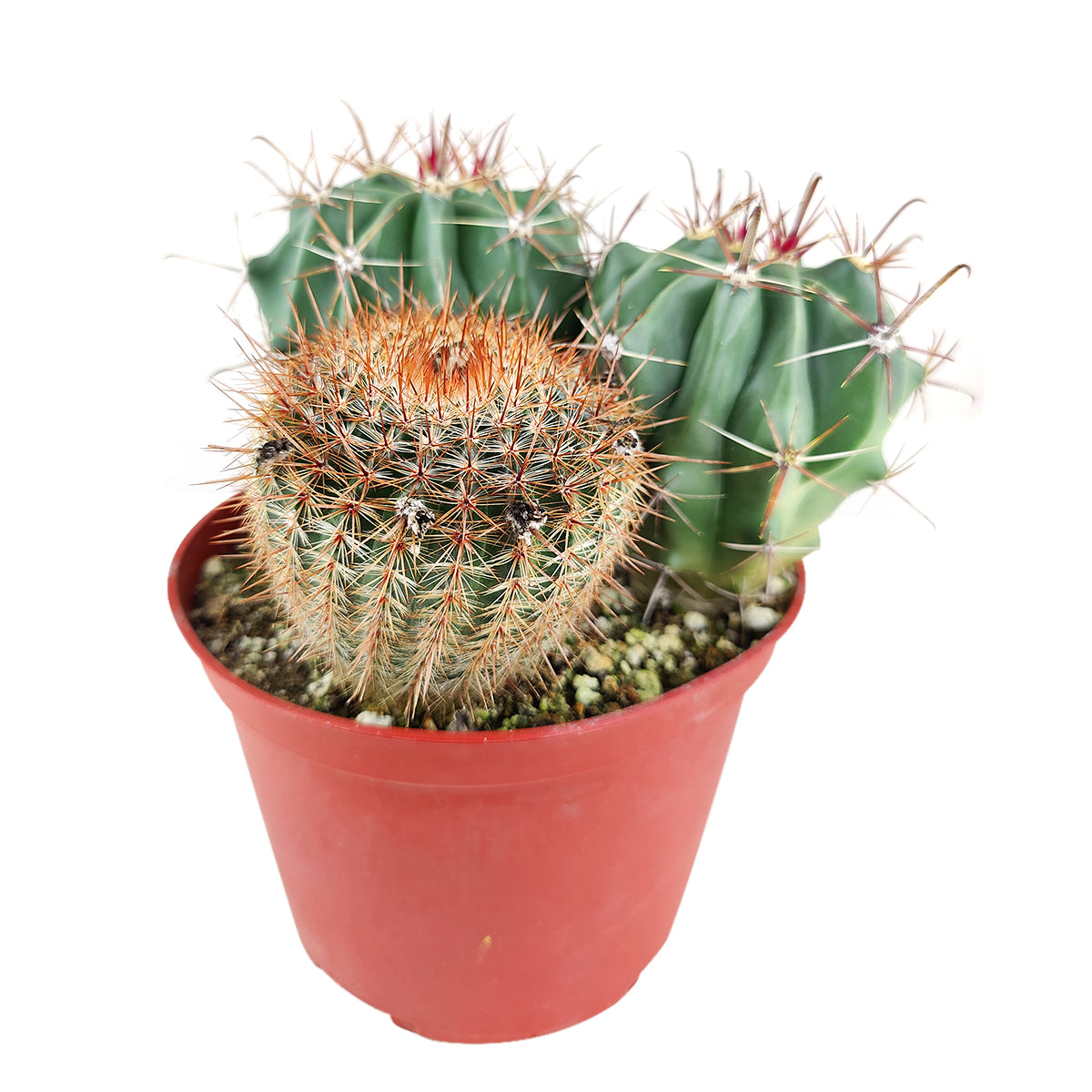 Cactus Garden Arrangement, Cacti, Random Cactus in Pot, Unique Cactus Arrangment, 3 kinds of cactus in pot for sale, drought-tolerant plant