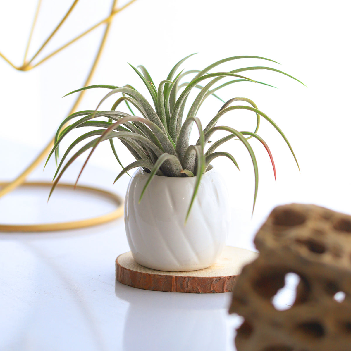 white ceramic mini air plant holder, air plant holder, mini pot for plant, mini pot for air plants, mini pot for succulents, buy air plant holder online, decorative mini pot for air plant