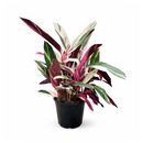 calathea triostar, calathea stromanthe triostar, stromanthe sanguinea triostar, stromanthe sanguinea triostar near me, stromanthe sanguinea triostar for sale, stromanthe sanguinea triostar in ca, tropical indoor plant, pink tropical plant