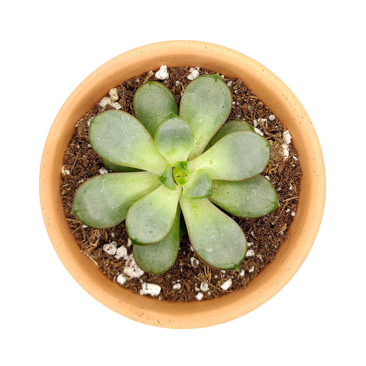 amethorum succulent Graptoveria Amethorum Succulent & Care Guie | Succulents Gift Decor