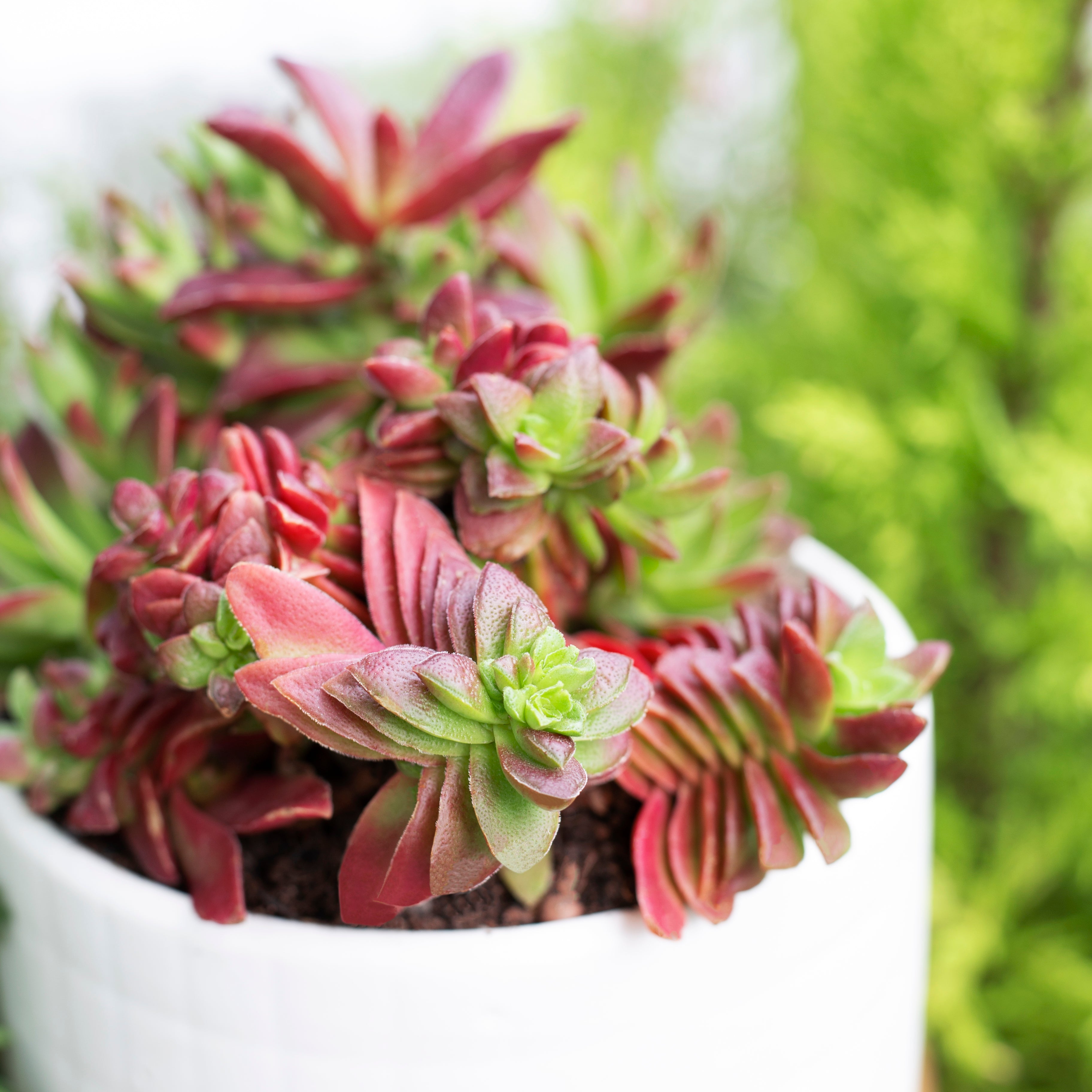 red pagoda succulent for sale Buy Crassula Red Pagoda (Shark Tooth) Online: A Unique Shaped Succulent