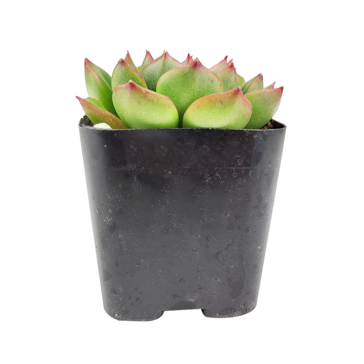 ech succulent Echeveria Cris - Echeveria Succulent Plant