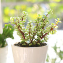 Variegated Elephant Bush, indoor succulents, succulents shop in California, monthly succulents, succulent care guide, succulent care tips, cactus, succulents store in CA, succulent plant, Variegated Elephant Bush in California, How to grow Variegated Elephant Bush, dwarf jade plant, jade plant for sale, lucky plant for sale, money tree for sale
