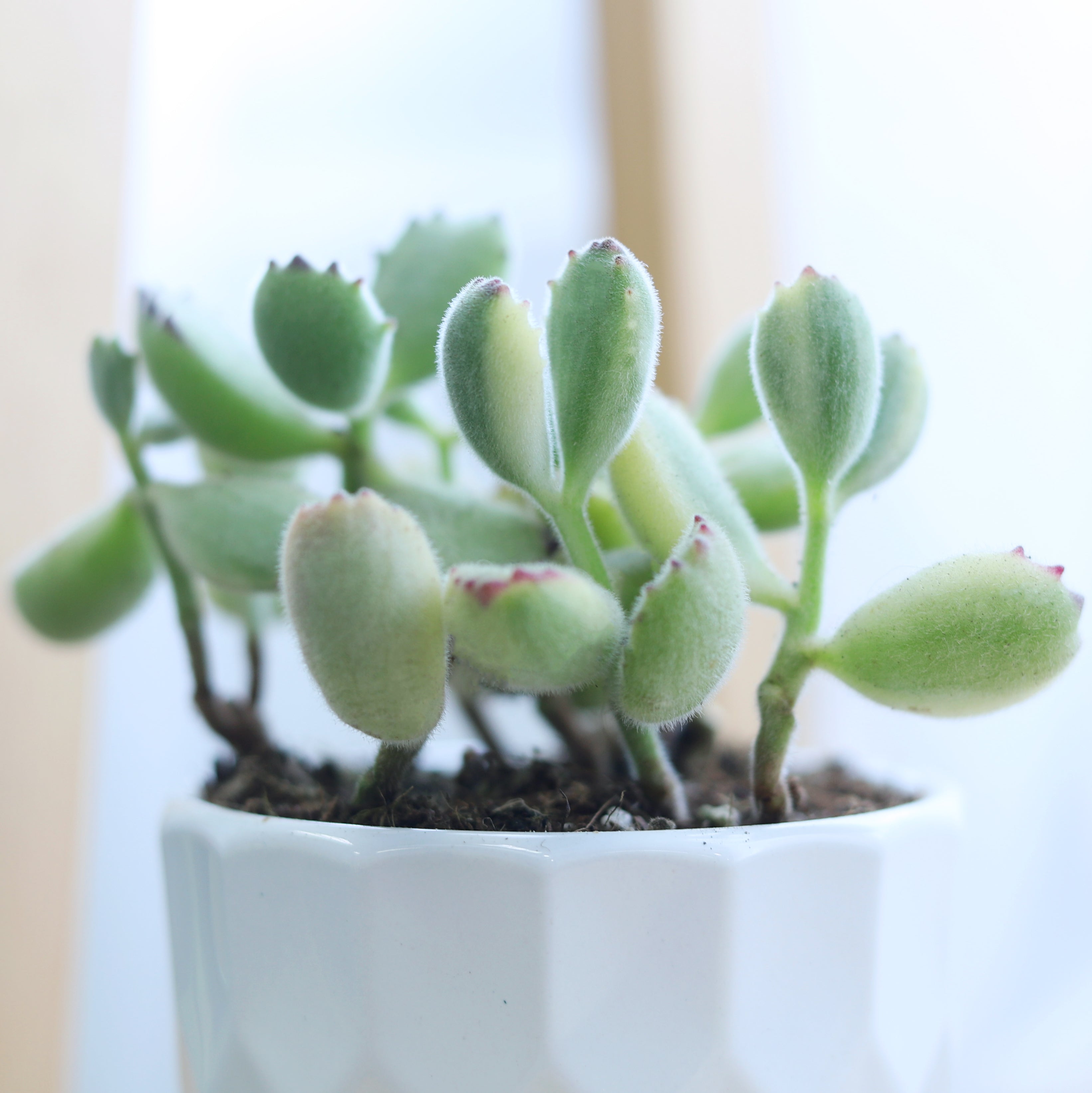 bear paw succulent plant Variegated Bear Paw Cotyledon Tomentosa Succulent for Sale 2 inch / White Modern Pot by Succulents Box