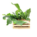 Staghorn Fern in Wood Planter, Succulent Gift Decor Ideas