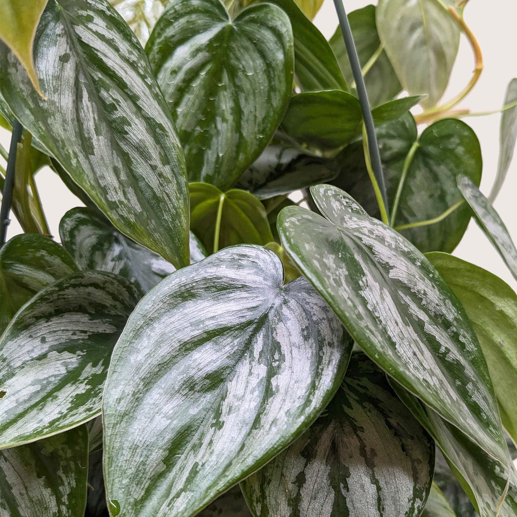 philodendron maximum variegated Philodendron Brandi
