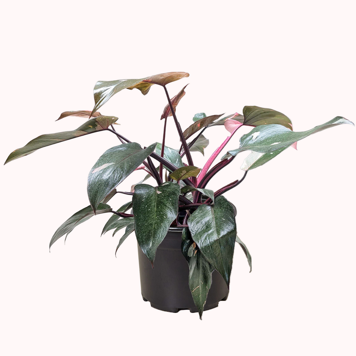 live indoor plants near me, buy plants online, best place to buy indoor plants near me, plants for sale