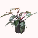 pink indoor plants, rare pink indoor plants, 8 inch pink indoor plants, large pink indoor plants, colorful houseplants